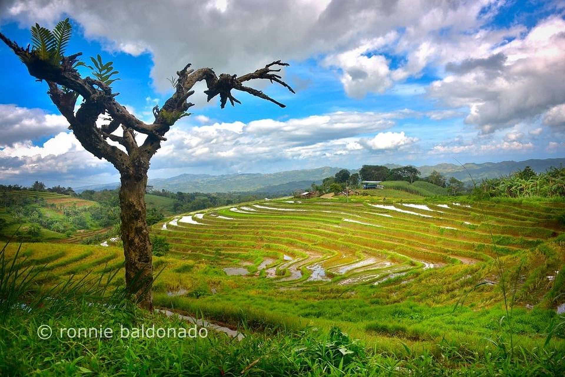 PHILIPPINEN MAGAZIN - REISEZIELE/AUSFLÜGE - Codcod Rice Terraces in San Carlos