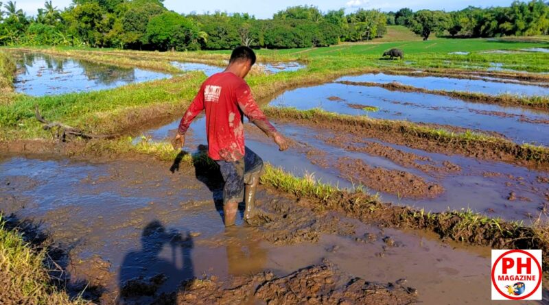PHILIPPINEN MAGAZIN - FOTO DES TAGES - Arbeit in den Reisfeldern