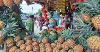 PHILIPPINEN MAGAZIN - BLOG - Frischgeerntete Ananas am Obststand an der Straße kaufen