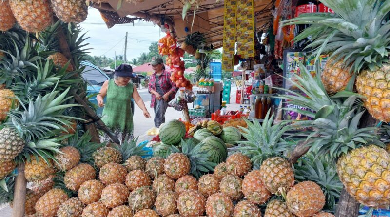 PHILIPPINEN MAGAZIN - BLOG - Frischgeerntete Ananas am Obststand an der Straße kaufen