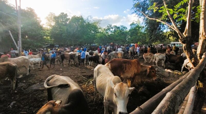 PHILIPPINEN MAGAZIN -BLOG - Philippinischer Viehmarkt in Bacong