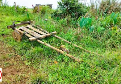 PHILIPPINEN MAGAZIN - FOTO - Nicht wegzudenken - Die Holzkarre in der Philippinischen Landwirtschaft