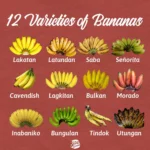 REISEN: Leitfaden zu philippinischen Bananen
